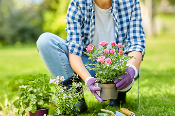 Image showing woman planting rose flowers at summer garden