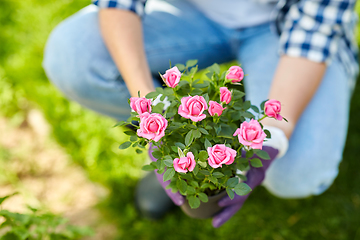 Image showing woman planting rose flowers at summer garden