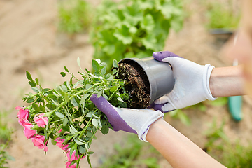 Image showing woman planting rose flowers at summer garden