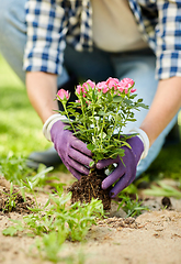 Image showing woman planting rose flowers at summer garden