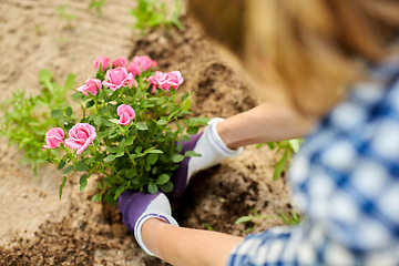 Image showing woman planting rose flowers at summer garden