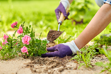 Image showing woman planting rose flowers at summer garden