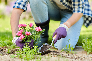 Image showing woman planting rose flowers at summer garden