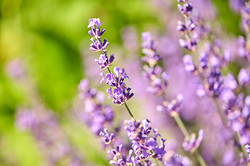 Image showing beautiful lavender flowers in summer garden