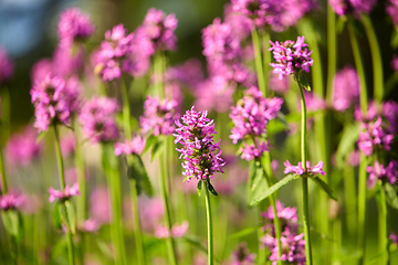 Image showing beautiful field flowers blooming in summer garden