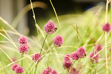 Image showing bee pollinating flowers blooming in summer garden