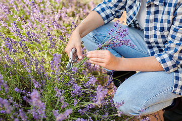 Image showing woman with picking lavender flowers in garden