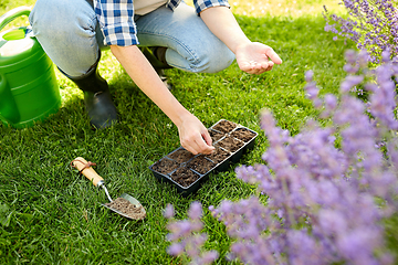 Image showing woman planting flower seeds to pots tray with soil
