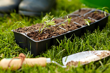 Image showing seedlings in starter pots tray with soil at garden