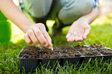 Image showing woman planting flower seeds to pots tray with soil