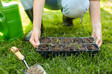 Image showing woman holding pots tray with seedlings at garden