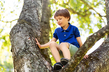 Image showing happy little boy climbing tree at park