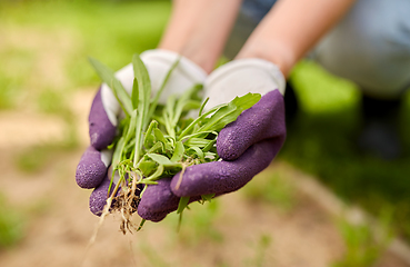 Image showing woman weeding flowerbed at summer garden