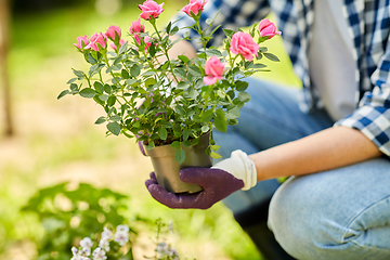 Image showing woman planting rose flowers at summer garden