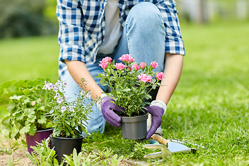 Image showing woman planting rose flowers at summer garden