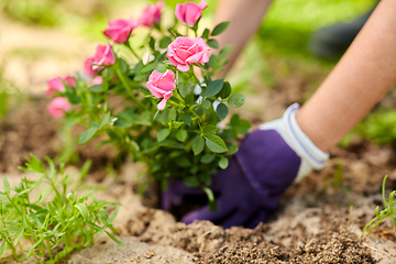 Image showing woman planting rose flowers at summer garden