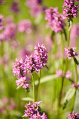 Image showing beautiful field flowers blooming in summer garden