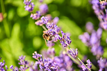 Image showing bee pollinating lavender flowers in summer garden