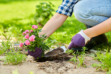 Image showing woman planting rose flowers at summer garden