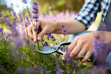 Image showing woman with picking lavender flowers in garden