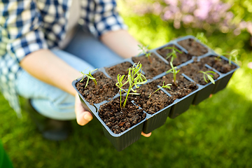 Image showing woman holding pots tray with seedlings at garden