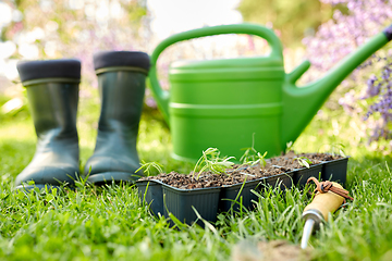 Image showing seedlings in starter pots tray with soil at garden