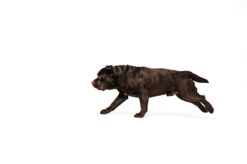 Image showing The brown, chocolate labrador retriever playing on white studio background