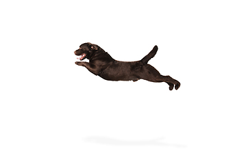 Image showing The brown, chocolate labrador retriever playing on white studio background