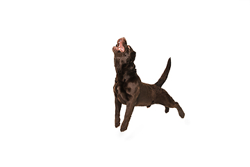 Image showing The brown, chocolate labrador retriever playing on white studio background