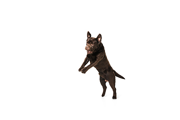 Image showing The brown, chocolate labrador retriever playing on white studio background