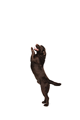 Image showing The brown, chocolate labrador retriever playing on white studio background