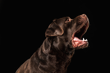 Image showing The brown, chocolate labrador retriever playing on black studio background