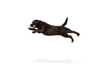 Image showing The brown, chocolate labrador retriever playing on white studio background