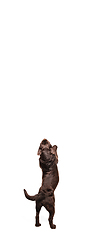 Image showing The brown, chocolate labrador retriever playing on white studio background