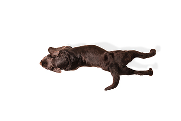 Image showing The brown, chocolate labrador retriever playing on white studio background