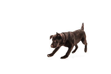 Image showing The brown, chocolate labrador retriever playing on white studio background