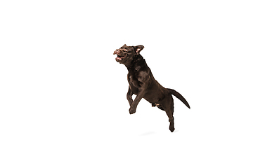 Image showing The brown, chocolate labrador retriever playing on white studio background