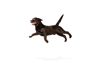 Image showing The brown, chocolate labrador retriever playing on white studio background