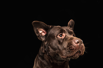 Image showing The brown, chocolate labrador retriever playing on black studio background