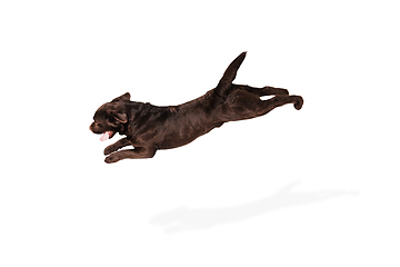 Image showing The brown, chocolate labrador retriever playing on white studio background