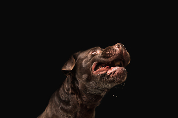 Image showing The brown, chocolate labrador retriever playing on black studio background