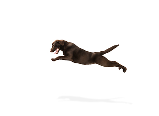 Image showing The brown, chocolate labrador retriever playing on white studio background