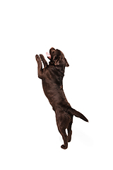 Image showing The brown, chocolate labrador retriever playing on white studio background