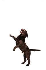 Image showing The brown, chocolate labrador retriever playing on white studio background