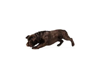 Image showing The brown, chocolate labrador retriever playing on white studio background