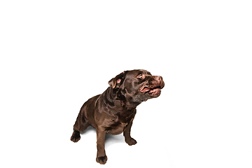 Image showing The brown, chocolate labrador retriever playing on white studio background