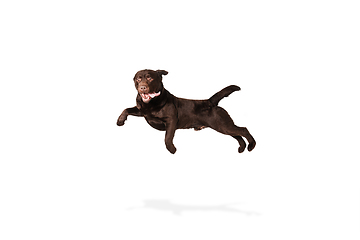 Image showing The brown, chocolate labrador retriever playing on white studio background