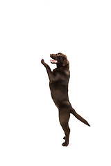 Image showing The brown, chocolate labrador retriever playing on white studio background