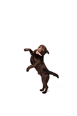 Image showing The brown, chocolate labrador retriever playing on white studio background