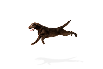 Image showing The brown, chocolate labrador retriever playing on white studio background